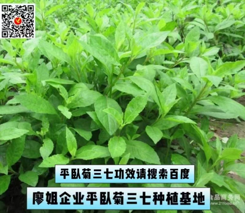 药食同源平卧菊三苗