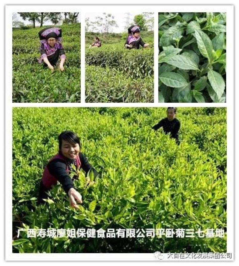 药食同源平卧菊三苗