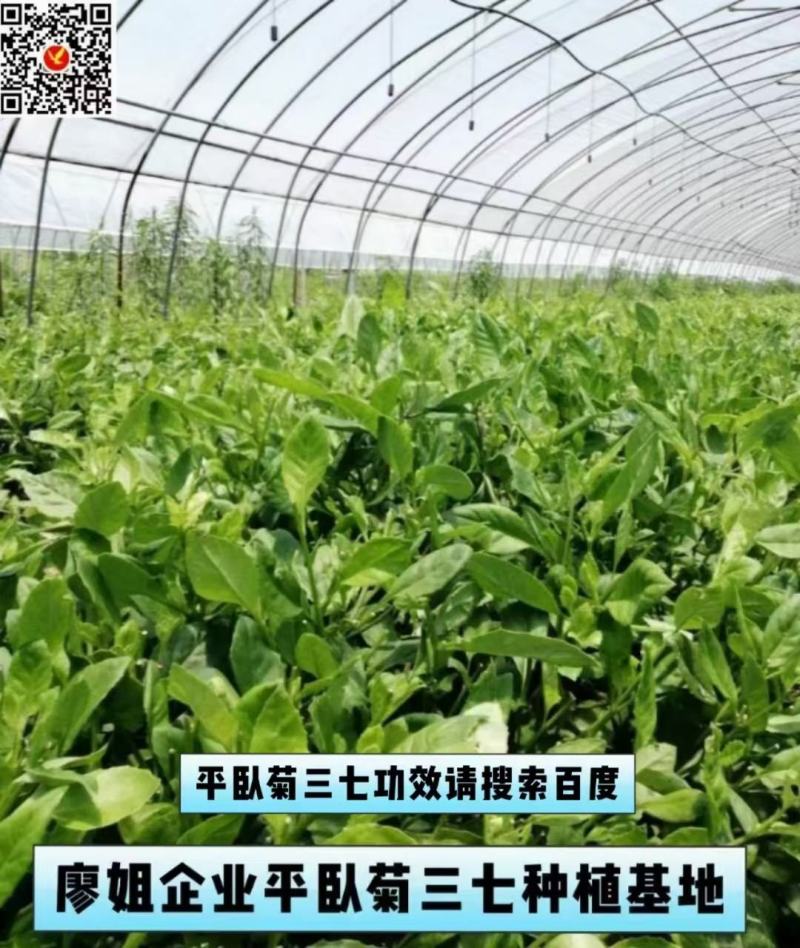 药食同源平卧菊三苗