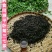 药食同源平卧菊三苗