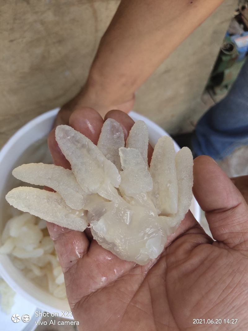 八爪海蜇头，一手货源，各种规格海蜇丝、海蜇皮，欢迎订购