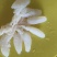 八爪海蜇头，一手货源，各种规格海蜇丝、海蜇皮，欢迎订购