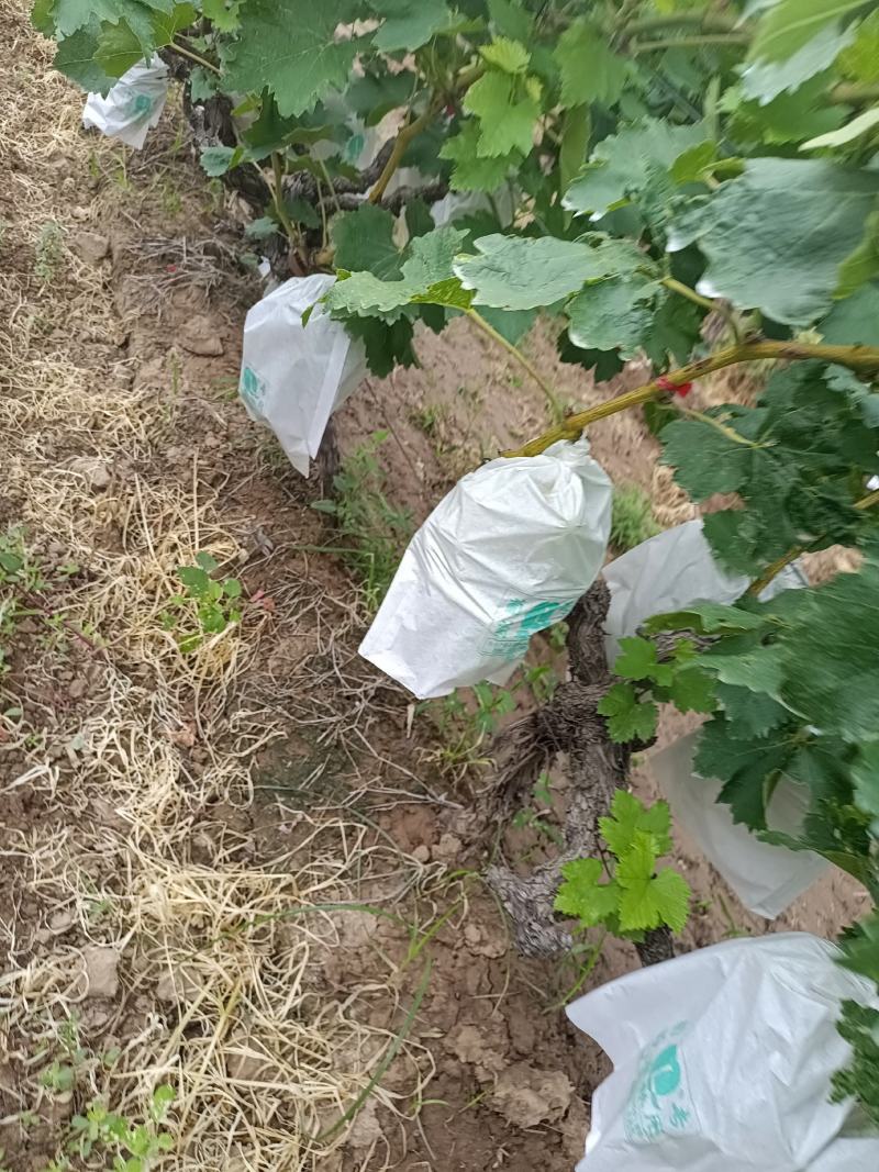 青提葡萄大量上市口感纯甜***无公害绿色果品