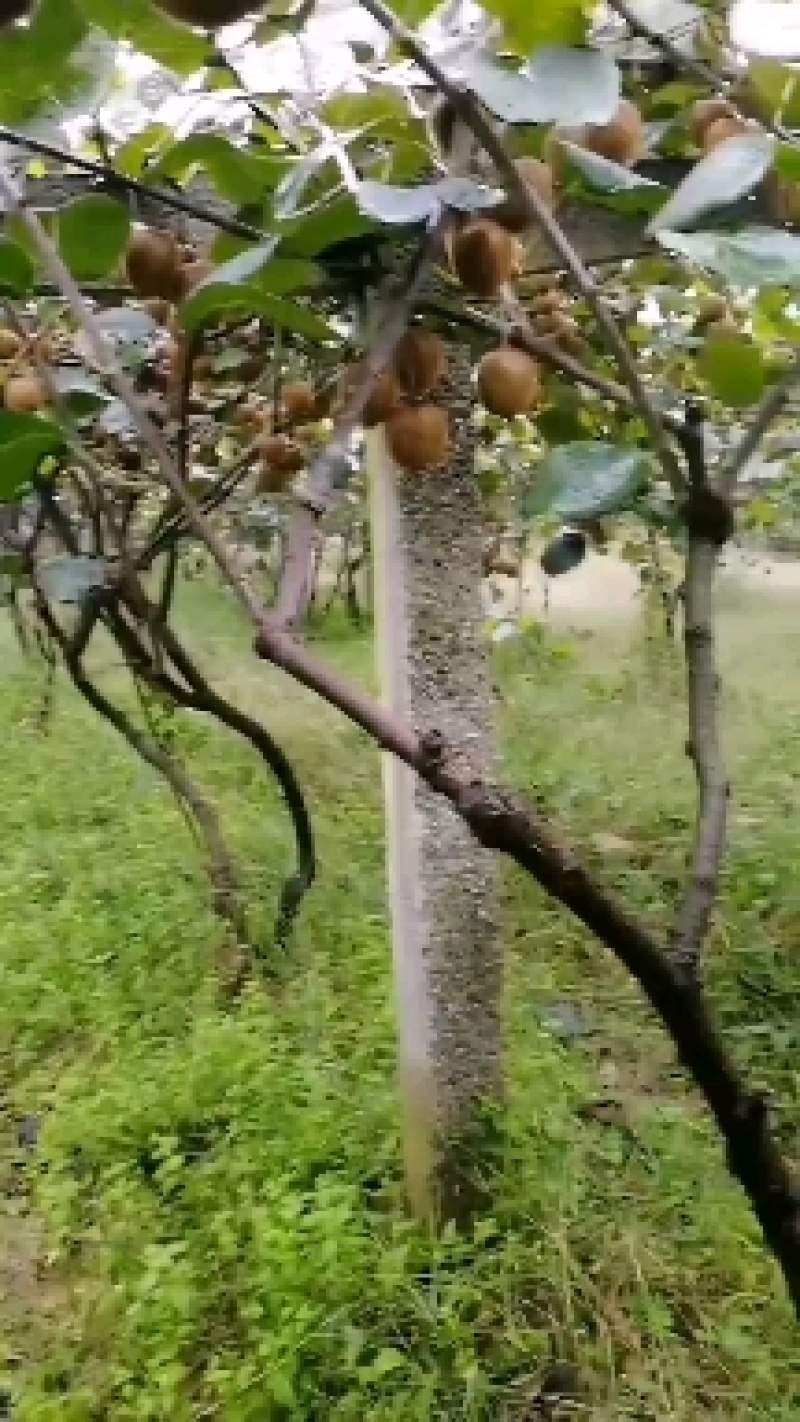 陕西亚特猕猴桃，海沃德绿心秦美翠香，产地直发