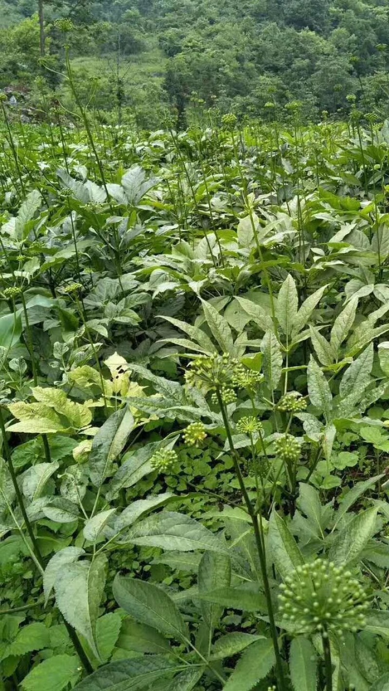 珠子参种子，成熟季节来理，需要种子的提前预订，好货不等人