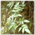 广西大瑶山正宗野生莓茶