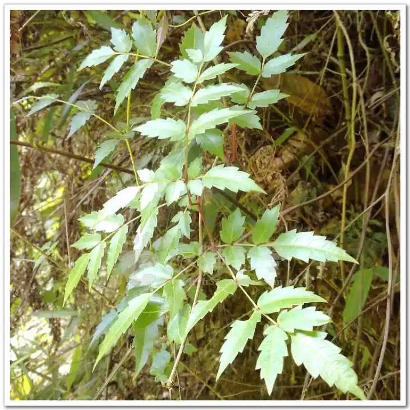 广西大瑶山正宗野生莓茶