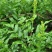 广西大瑶山正宗野生莓茶