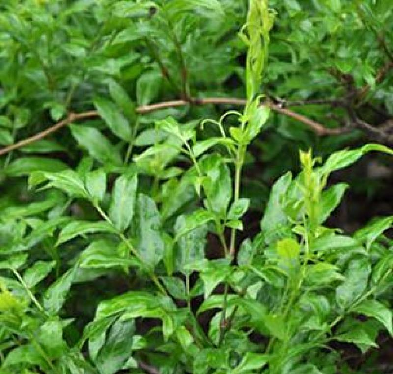 广西大瑶山正宗野生莓茶