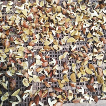 食用菌