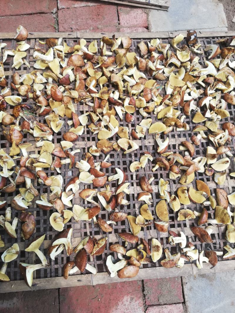 食用菌