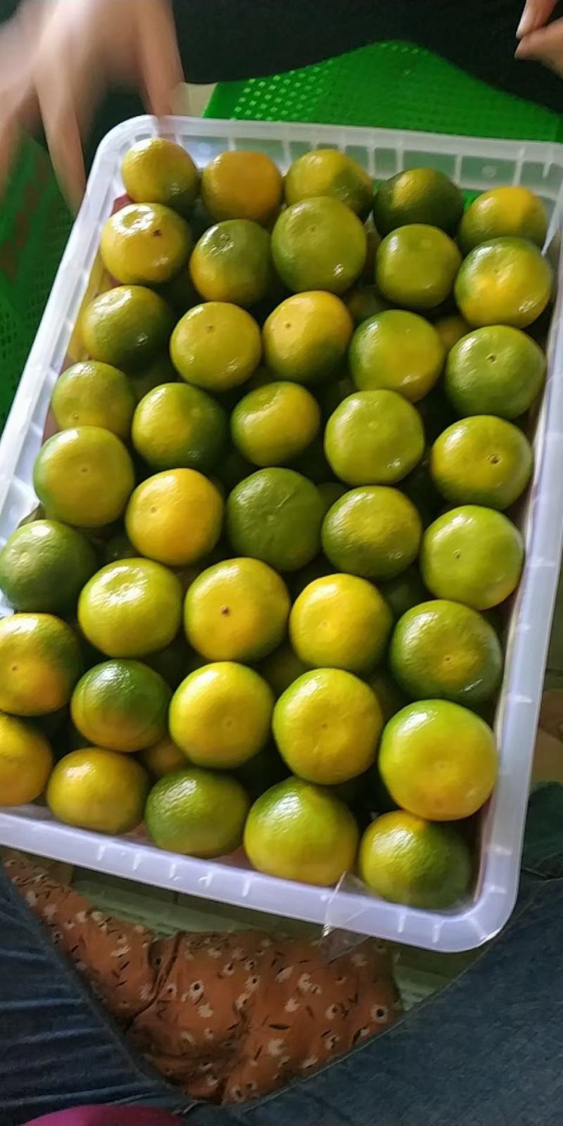 《精品》云南蜜橘电商，社团对接，产地直供，现摘现发