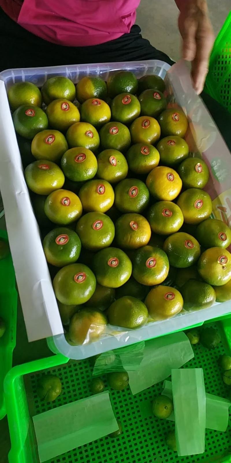 《精品》云南蜜橘电商，社团对接，产地直供，现摘现发