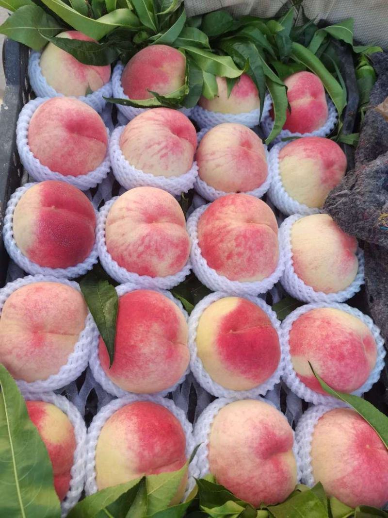 河北保定水蜜桃大量供应