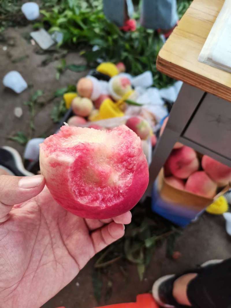 河北保定水蜜桃大量供应