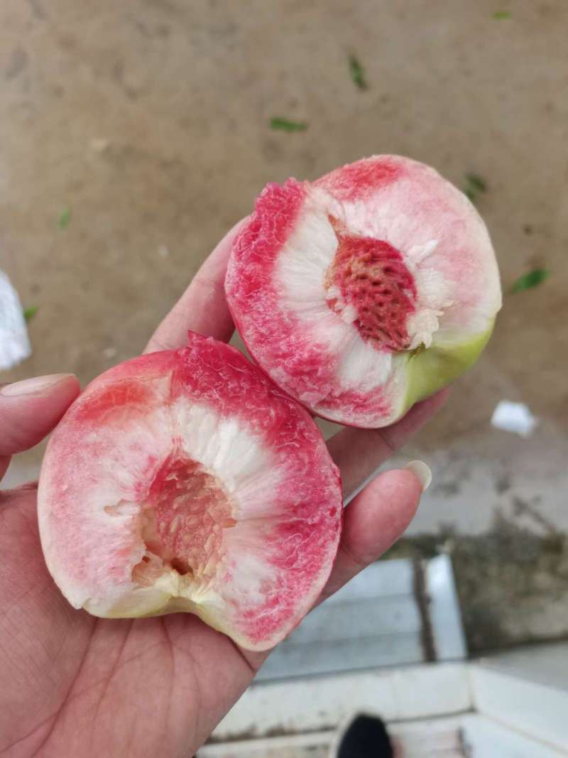 河北保定水蜜桃大量供应