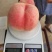 河北保定水蜜桃大量供应