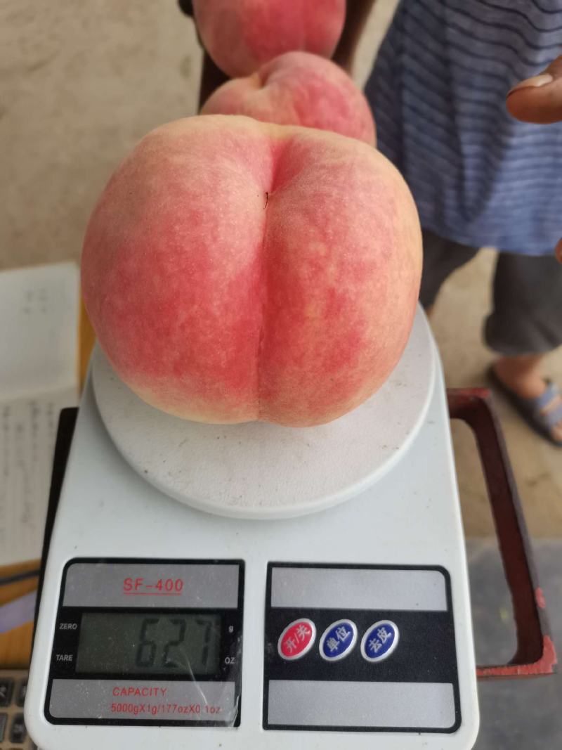 河北保定水蜜桃大量供应