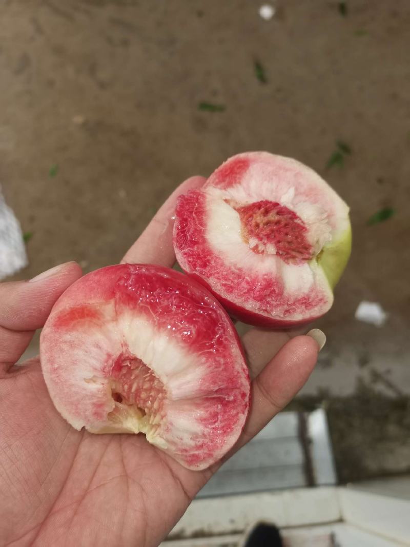 河北保定水蜜桃大量供应