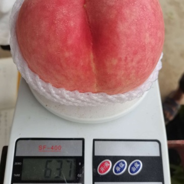 河北保定水蜜桃大量供应