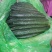 优质黄瓜条正，质量好，深绿色，无弯头，大头少，欢迎，采购