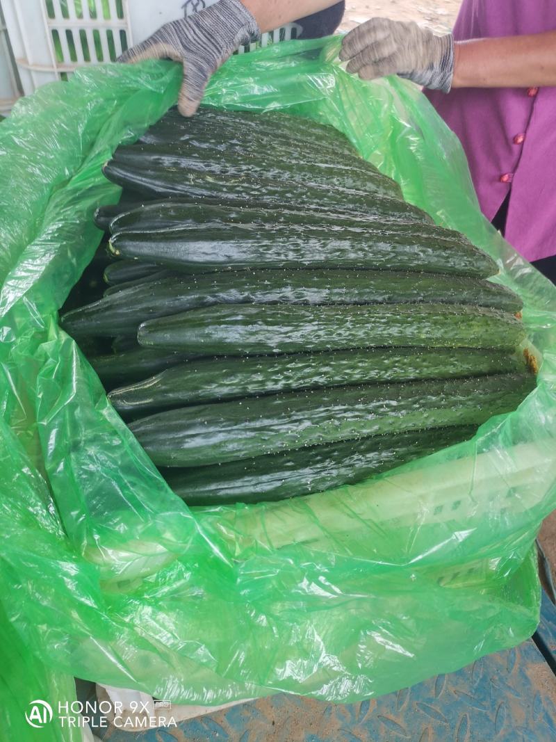 优质黄瓜条正，质量好，深绿色，无弯头，大头少，欢迎，采购
