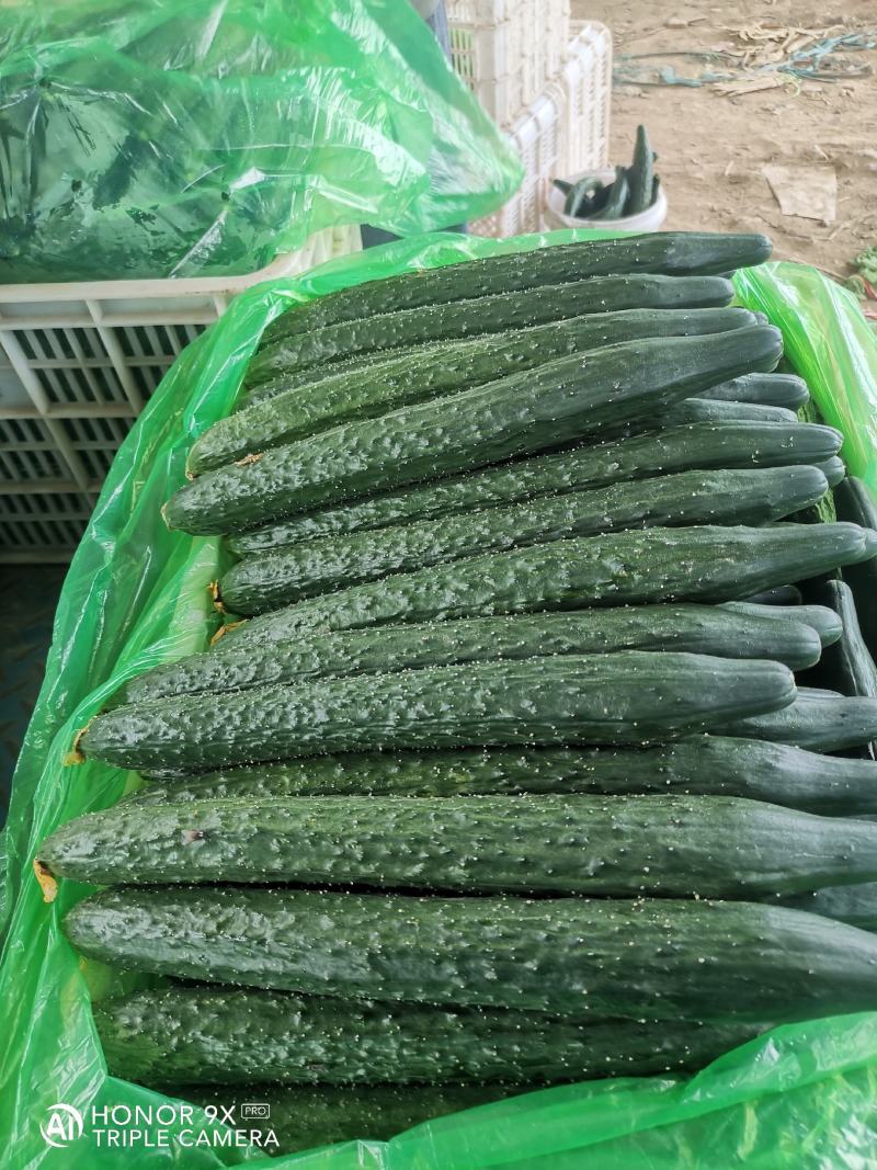 优质黄瓜条正，质量好，深绿色，无弯头，大头少，欢迎，采购