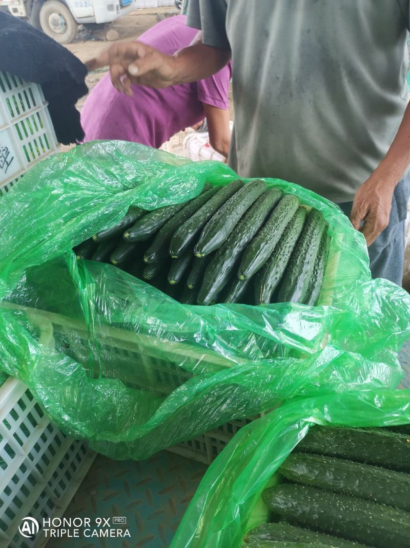 优质黄瓜条正，质量好，深绿色，无弯头，大头少，欢迎，采购