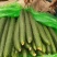 优质黄瓜条正，质量好，深绿色，无弯头，大头少，欢迎，采购
