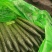 优质黄瓜条正，质量好，深绿色，无弯头，大头少，欢迎，采购