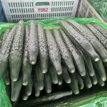 优质黄瓜条正，质量好，深绿色，无弯头，大头少，欢迎，采购