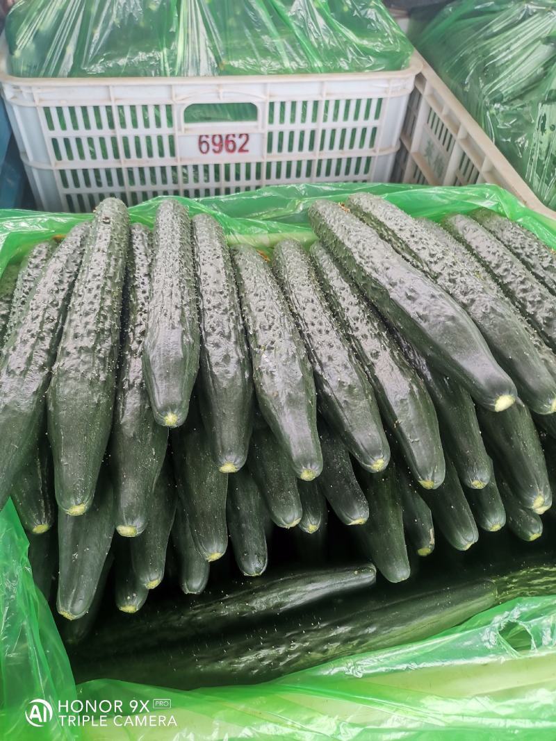 优质黄瓜条正，质量好，深绿色，无弯头，大头少，欢迎，采购