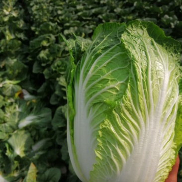 黄心大白菜