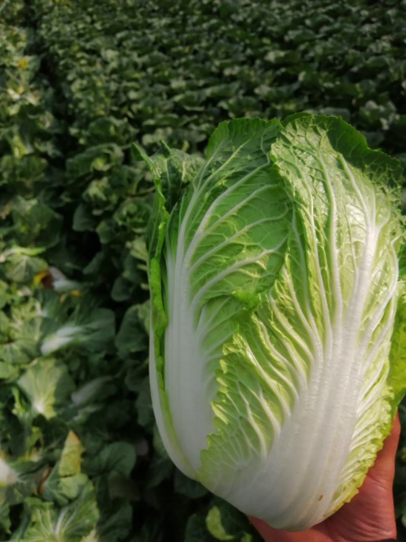 黄心大白菜