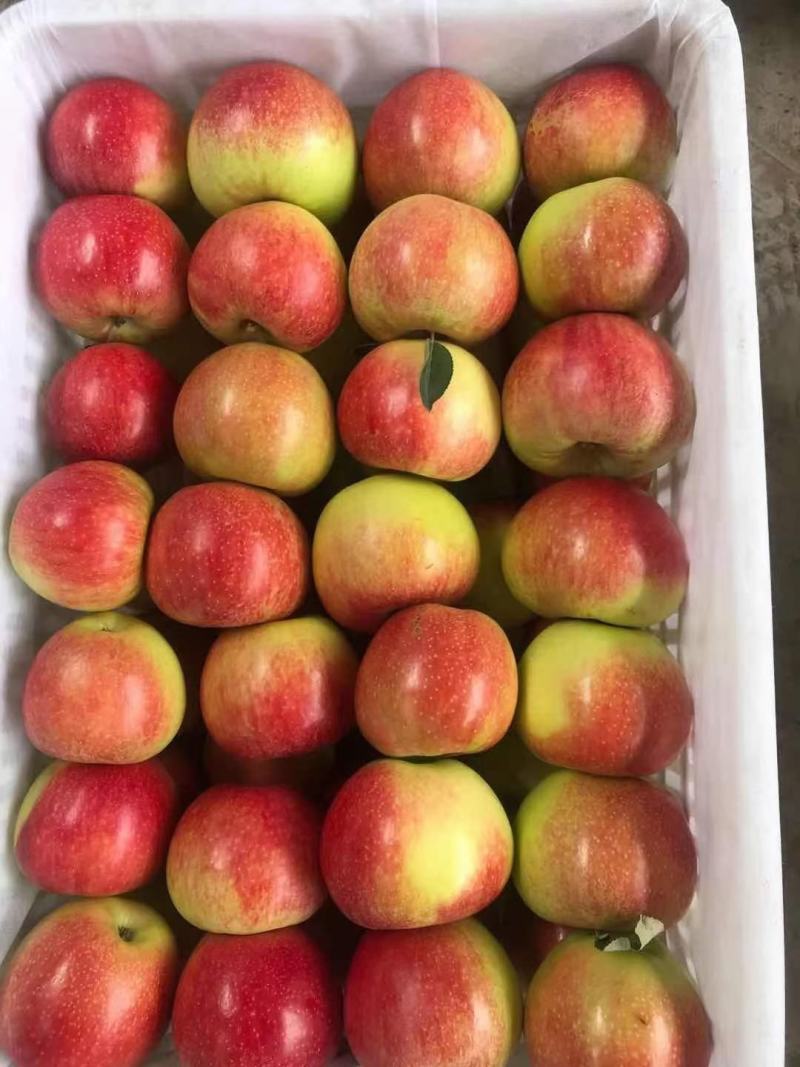 美八红露冰糖心鲁丽苹果价格便宜保质保量无残次果