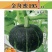 金舟蜜195/南瓜种子/板栗南瓜种子/蔬菜种子