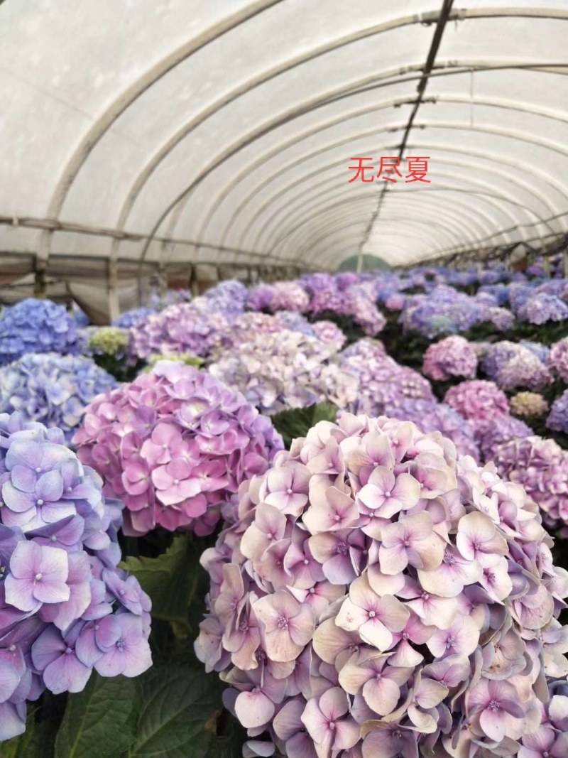 绣球无尽夏小苗