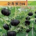 金舟蜜216/南瓜种子/贝贝南瓜种子/绵蔬种业/蔬菜种子