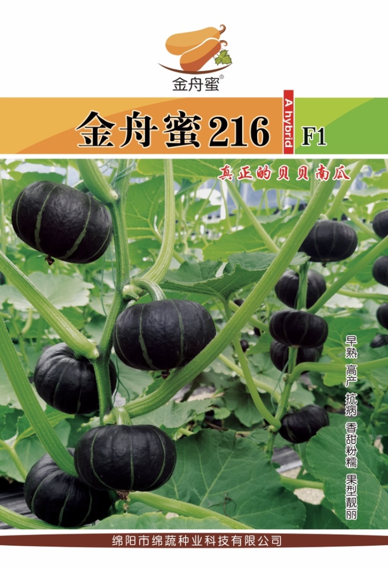 金舟蜜216/南瓜种子/贝贝南瓜种子/绵蔬种业/蔬菜种子