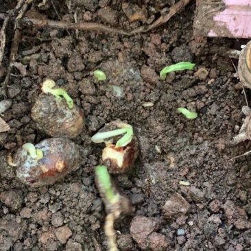 精品蚕豆种子以上是，有需要的老板随时联系，大量有货