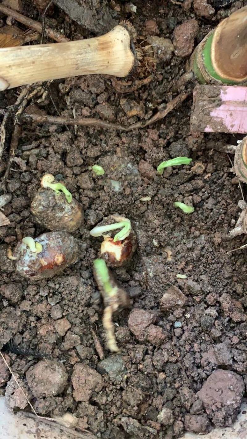 精品蚕豆种子以上是，有需要的老板随时联系，大量有货