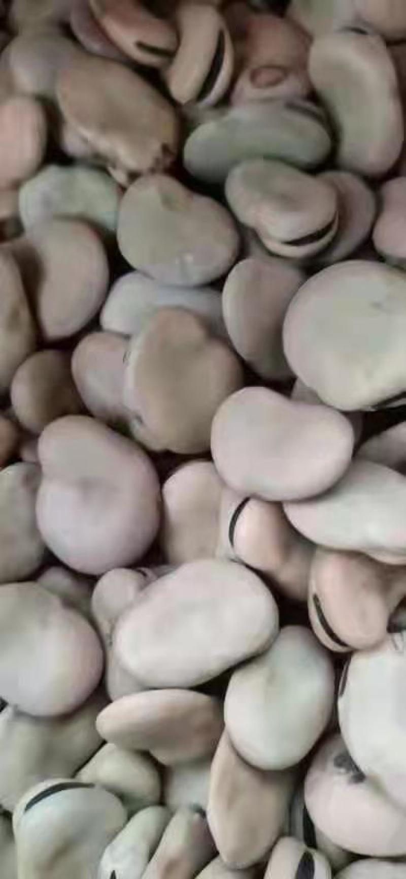 精品蚕豆种子以上是，有需要的老板随时联系，大量有货