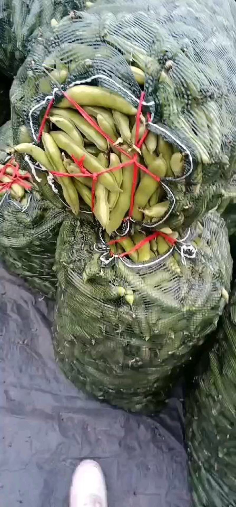 精品蚕豆种子以上是，有需要的老板随时联系，大量有货
