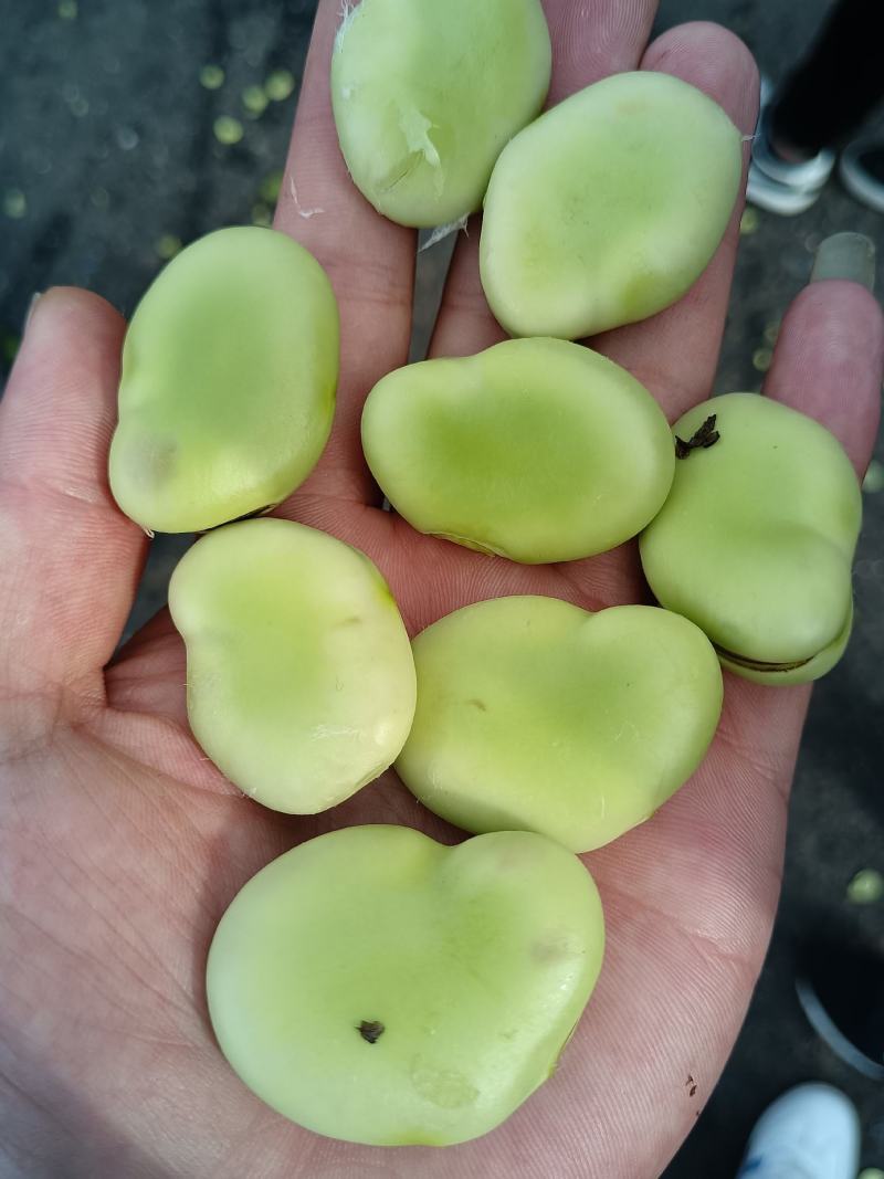 精品蚕豆种子以上是，有需要的老板随时联系，大量有货