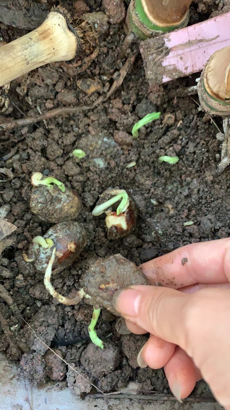 精品蚕豆种子以上是，有需要的老板随时联系，大量有货
