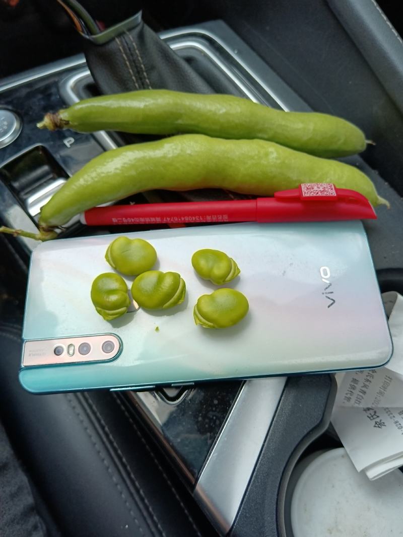 精品蚕豆种子以上是，有需要的老板随时联系，大量有货