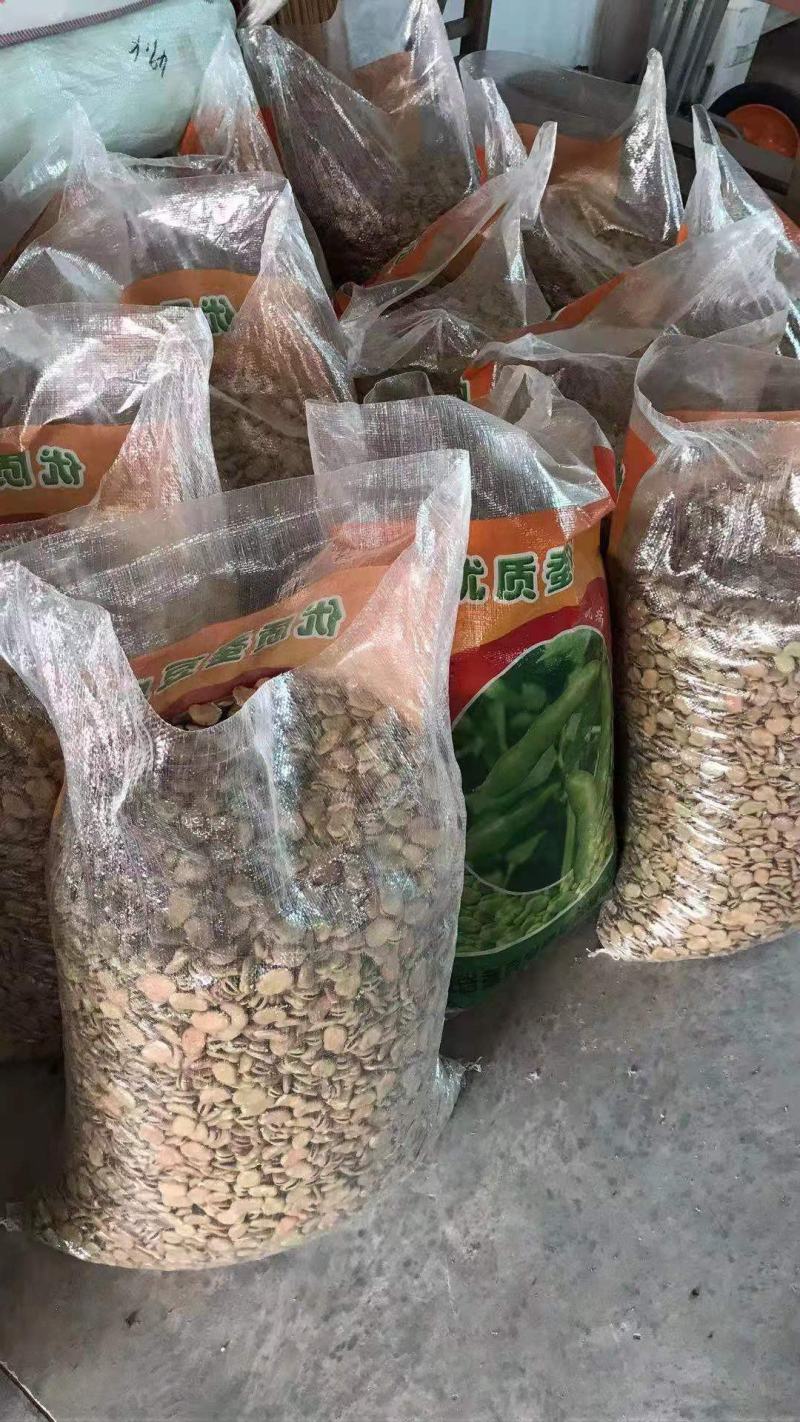 精品蚕豆种子以上是，有需要的老板随时联系，大量有货