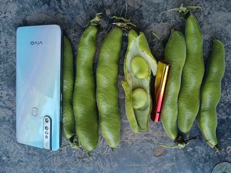 精品蚕豆种子以上是，有需要的老板随时联系，大量有货