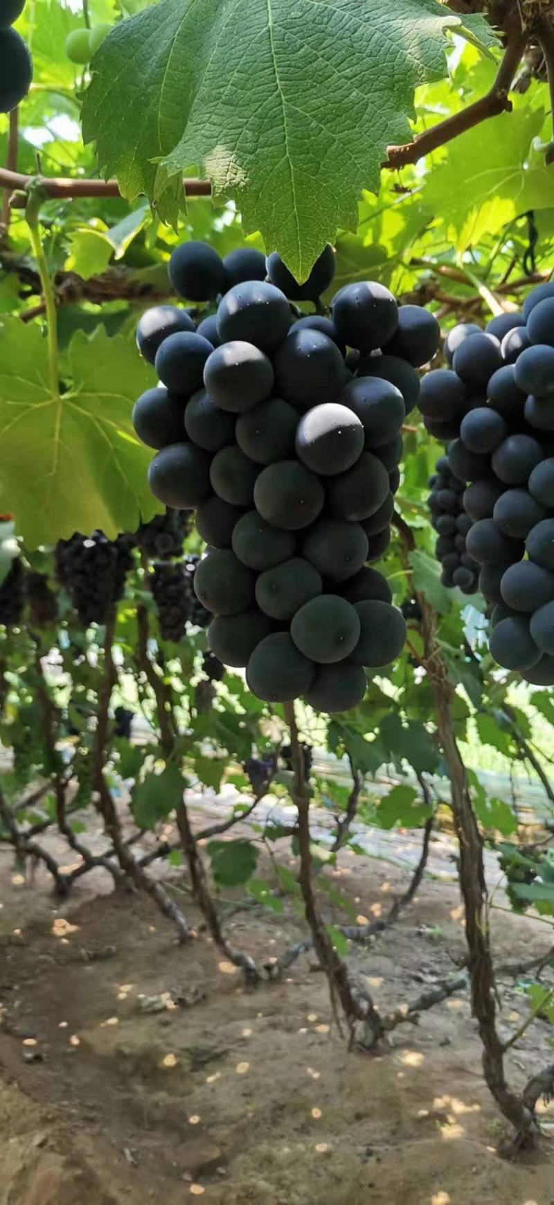 降价，降降降，好货继续，你就来，，诚信第一，合作共赢