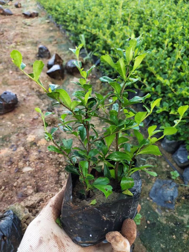 漳州绿化苗木福建茶